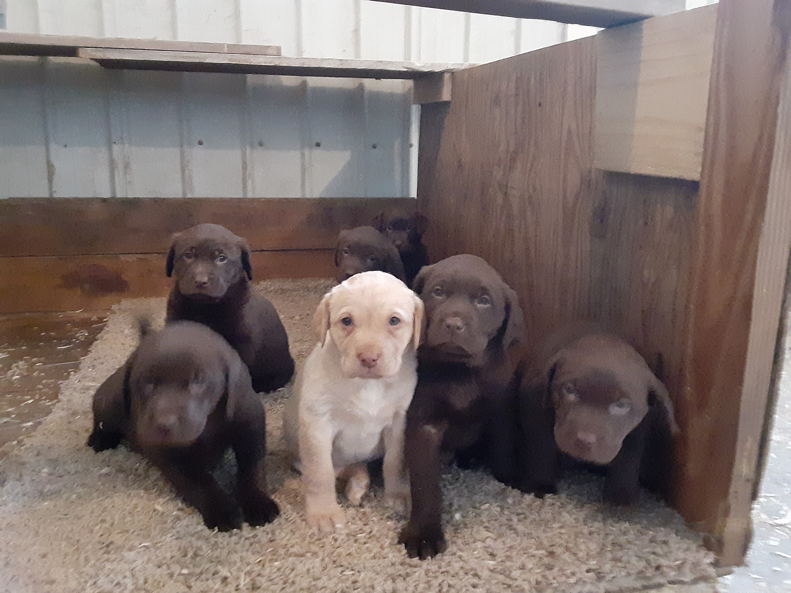 2019 Litter