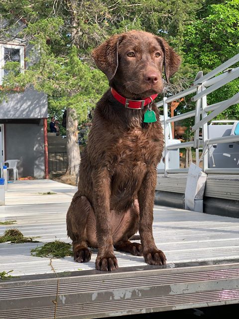 Second Litter - Mocha